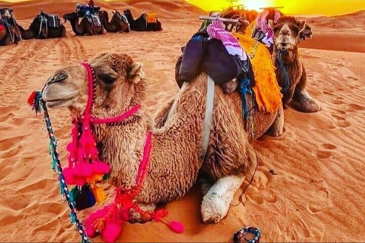 7-Day Marrakech to Sahara: Imperial Cities, Atlas Mountains & Erg Chebbi Adventure