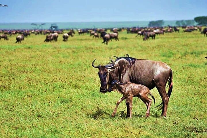 5-Day Ndutu Calving Safari: Southern Serengeti Wildebeest Migration & Predator Drama photo 1