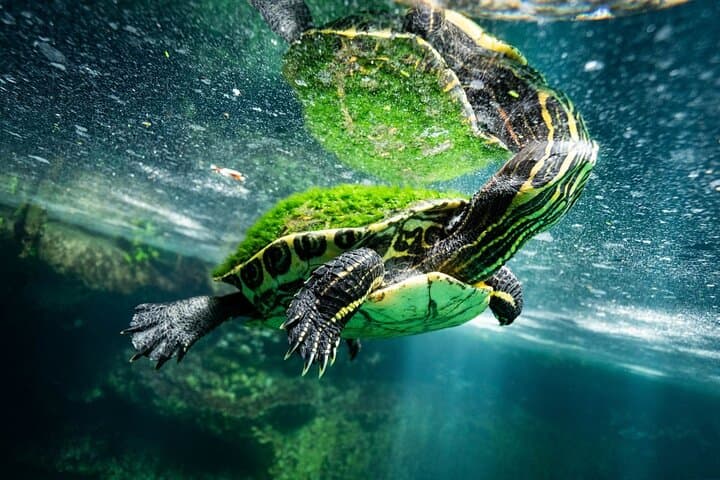 Chichén Itzá & Cenote Swim: Full-Day Mayan Ruins Tour from Valladolid photo 6