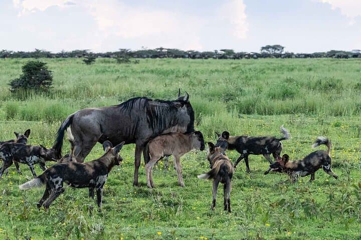 5-Day Migration Safari: From Tarangire Baobabs to the Mara River Crossings photo 6