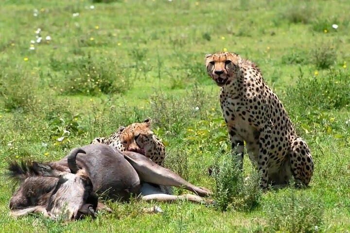 5-Day Ndutu Calving Safari: Southern Serengeti Wildebeest Migration & Predator Drama photo 4