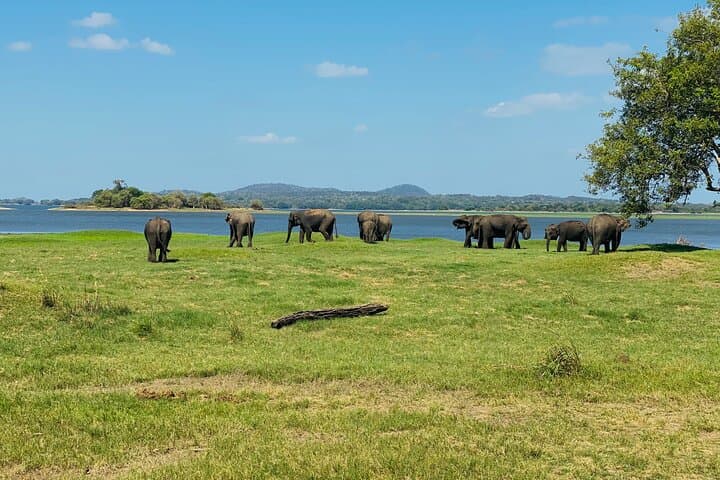 Private Jeep Safari at Minneriya & Kaudulla: Sri Lanka Elephant Encounters photo 5