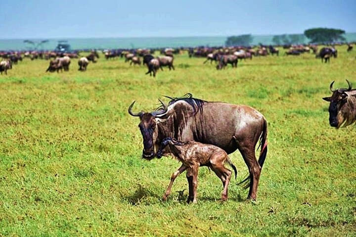 Ndutu Calving Safari: 4-Day Fly-In to Witness the Great Migration’s New Beginnings photo 3
