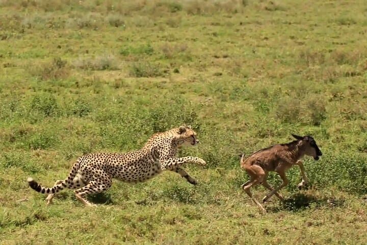 Ndutu Calving Safari: 4-Day Fly-In to Witness the Great Migration’s New Beginnings photo 4