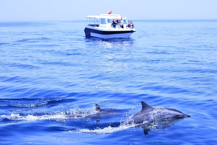 Muscat Dolphin Watching and Coastal Sightseeing — Half-Day Dolphin Cruise photo 3