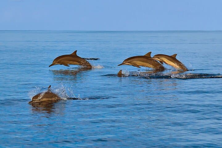 Muscat Dolphin Watching and Coastal Sightseeing — Half-Day Dolphin Cruise photo 6
