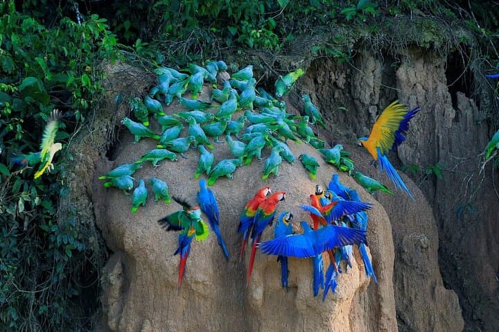 4-Day Manu National Park Amazon Expedition from Cusco