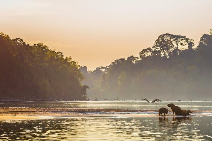4-Day Manu National Park Amazon Expedition from Cusco photo 5