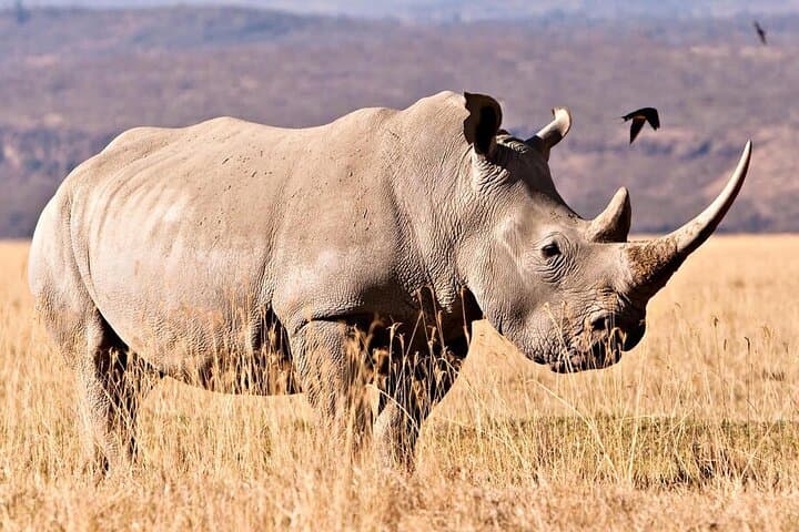 Luxury Fly-In Safari to the Heart of the Serengeti — 4-Day Guide photo 4