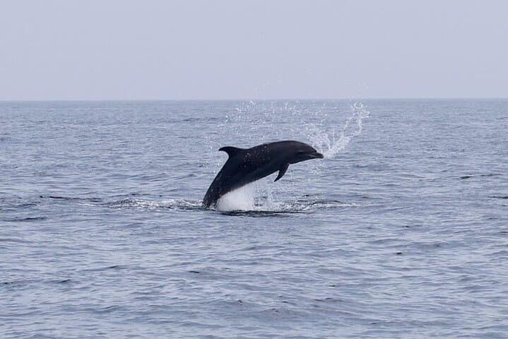 Muscat Dolphin Watching and Coastal Sightseeing — Half-Day Dolphin Cruise photo 5