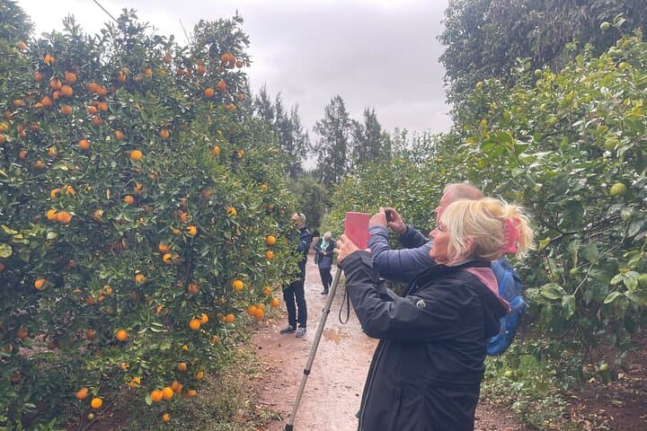 Day Trip from Agadir to Taroudant and Kasbah Tiout Oasis photo 3