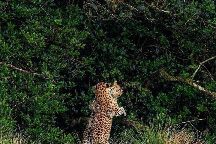 Sri Lanka Highlights: 10-Day Customizable Safari, Culture & Coast Tour photo 4
