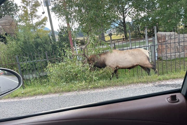 Scenic Rocky Mountain National Park Car Tour from Estes Park — 3-Hour Guided Drive photo 3