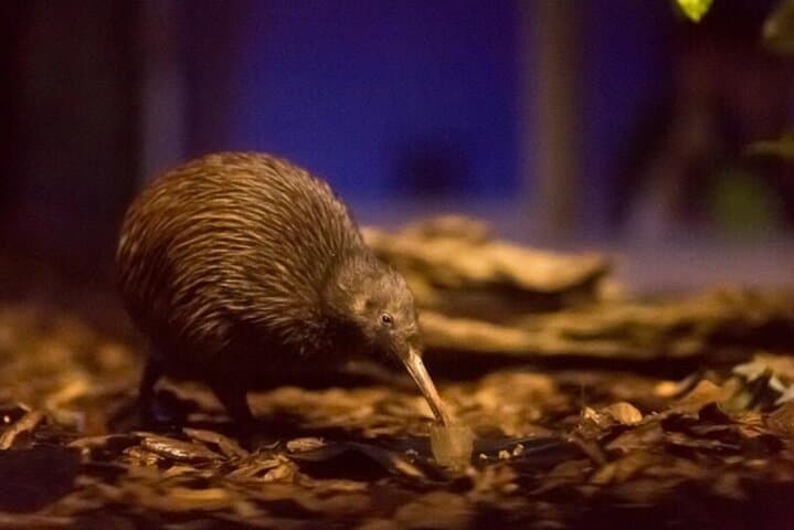 Two-Day Northland: Hole in the Rock Cruise, Waitangi Treaty Grounds & Waipu Glowworm Caves photo 4