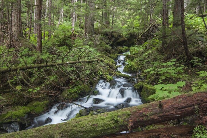 Guided Beaver Lake Hike in Sitka — Alaskan Wilderness Trail photo 5