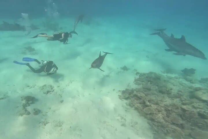 El Gouna Lagoon: Dolphin Diving, Snorkeling & Lunch on the Red Sea photo 4