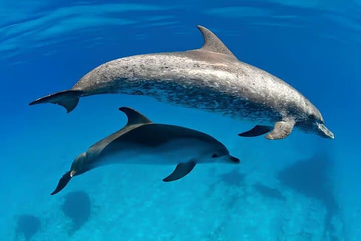 El Gouna Lagoon: Dolphin Diving, Snorkeling & Lunch on the Red Sea photo 3