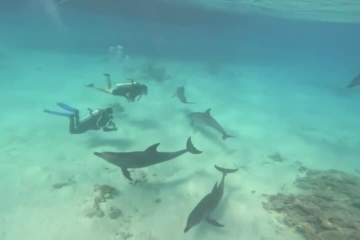 El Gouna Lagoon: Dolphin Diving, Snorkeling & Lunch on the Red Sea photo 5