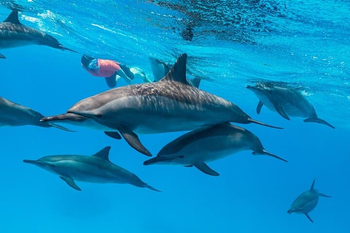 Snorkel Shaab Samadai (Dolphin House) — Red Sea Day Trip from Marsa Alam