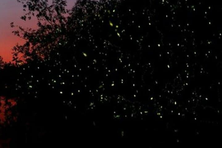 Kawa Kawa Fireflies Sunset Cruise — Kota Kinabalu River Safari & Night Firefly Viewing