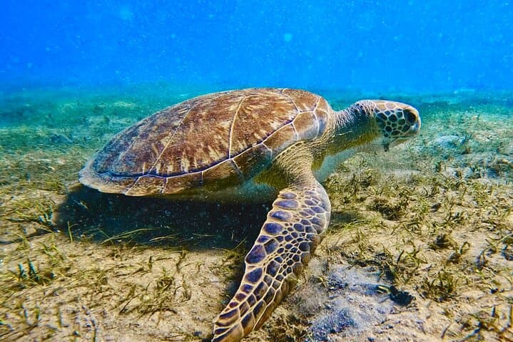 Snorkel Phil Foster Park: Guided 2.5-Hour Blue Heron Bridge Tour
