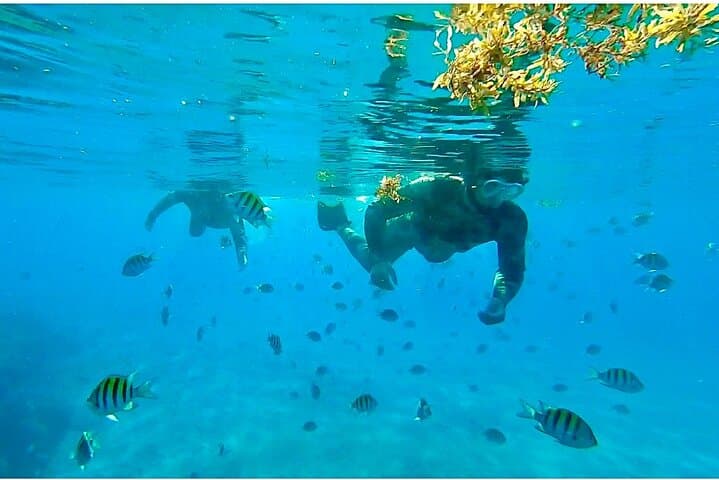 Snorkel Phil Foster Park: Guided 2.5-Hour Blue Heron Bridge Tour photo 2