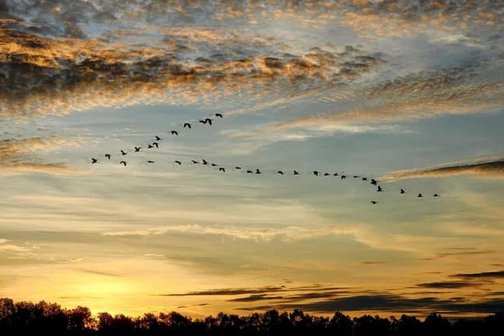 Sunset River Cruise to See Proboscis Monkeys and Fireflies at Weston Wetland photo 3