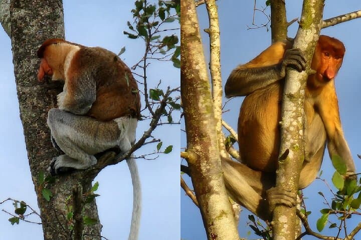 Sunset River Cruise to See Proboscis Monkeys and Fireflies at Weston Wetland photo 6