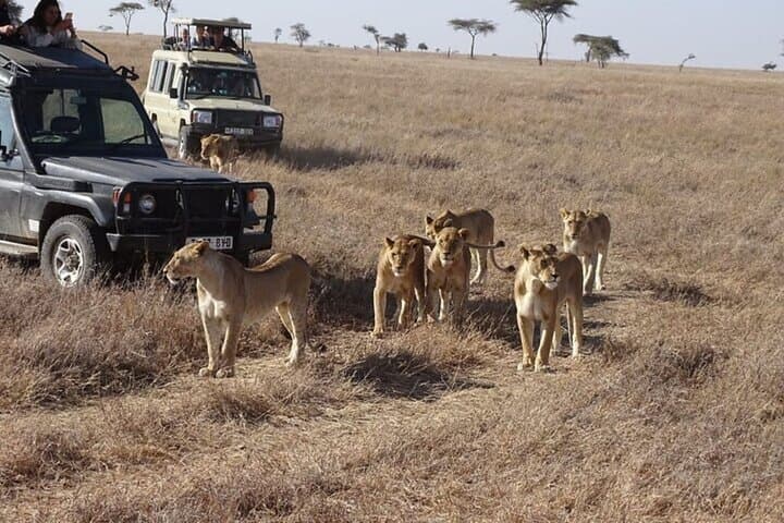 3-Day Maasai Mara 4x4 Safari — Small-Group Wildlife Adventure with Multilingual Guides