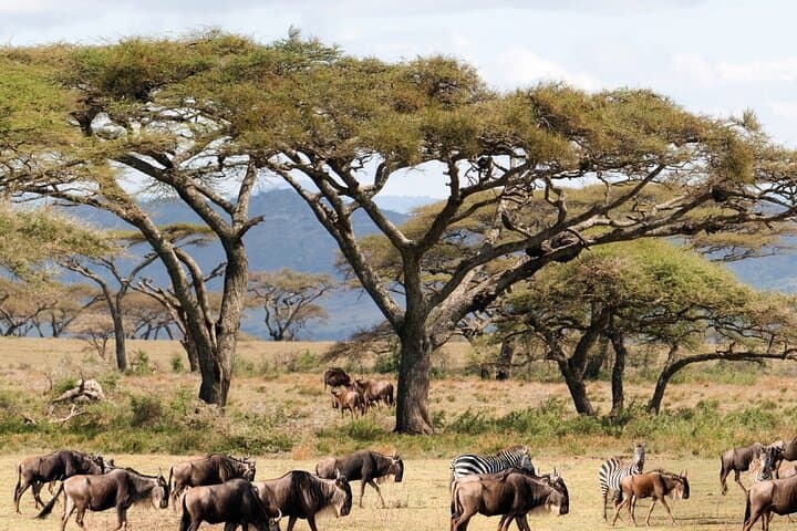 6-Day Private Kenya Safari: Nairobi to Masai Mara, Nakuru, Naivasha & Amboseli photo 2