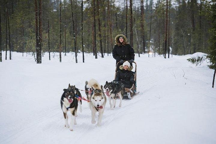 Husky Safari from Rovaniemi: 2–5 km Sled Rides Through Lapland Wilderness photo 2