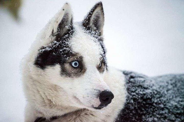 Husky Safari from Rovaniemi: 2–5 km Sled Rides Through Lapland Wilderness photo 3