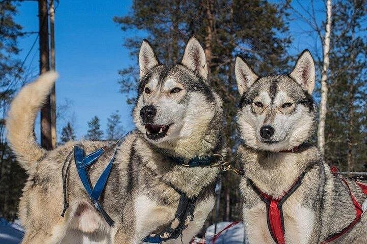 Husky Safari from Rovaniemi: 2–5 km Sled Rides Through Lapland Wilderness photo 4