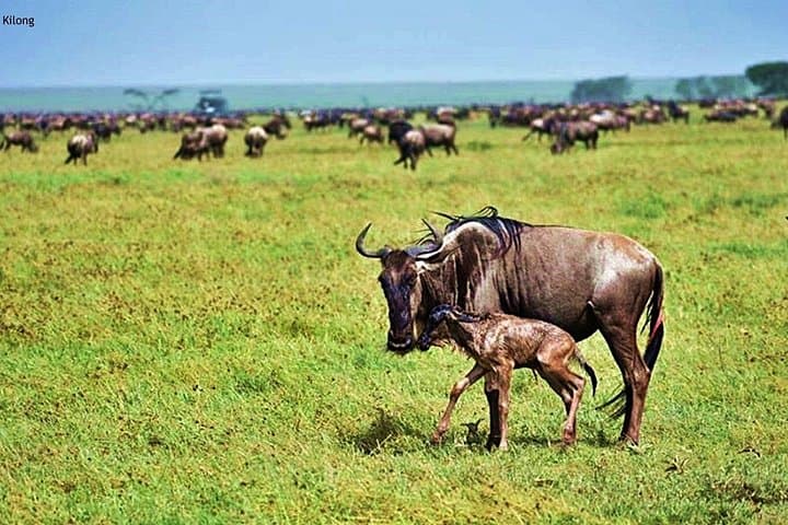 5-Day Migration Safari: Mara River Crossings in Northern Serengeti photo 4
