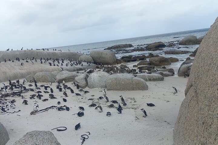 Boulders Beach Penguins and Table Mountain Half-Day Tour: Cape Town Wildlife & Views