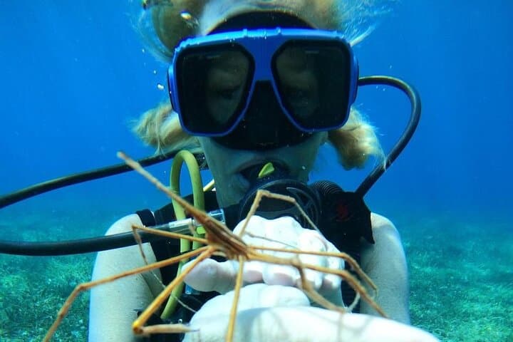 Cozumel Beginner Scuba Diving at Chankanaab Park — One-Tank Discovery Dive photo 5