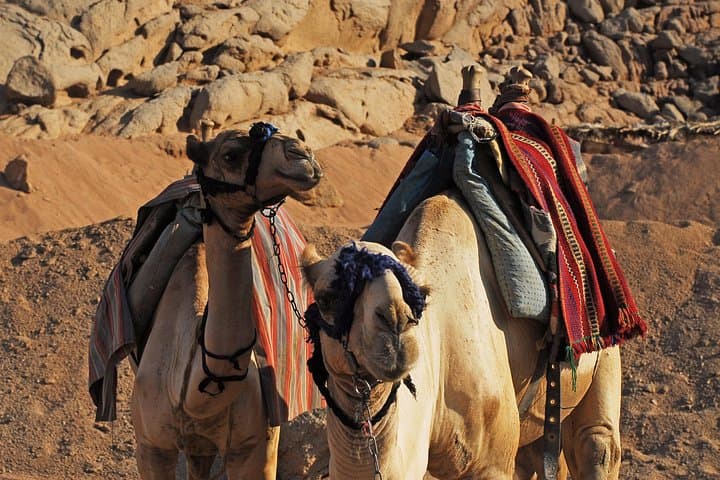 Day Trip to Dahab: Blue Hole Snorkel, Camel Ride & Quad Safari from Sharm El Sheikh photo 4