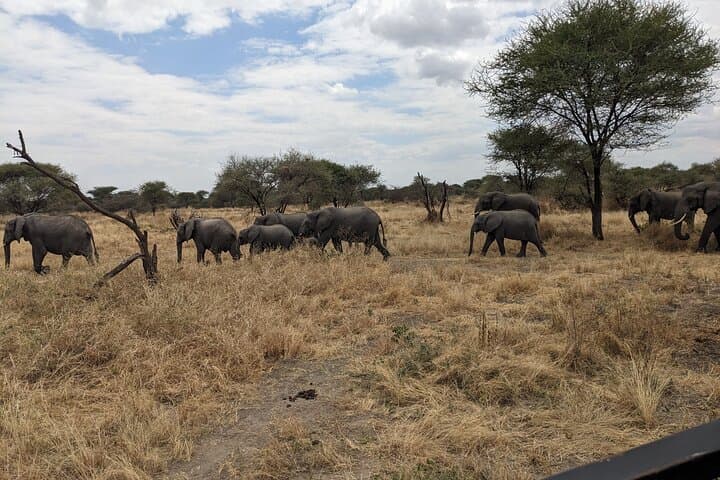 Tanzania Safari: 7-Day Mid-Range Northern Circuit Adventure photo 5