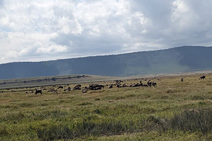 Tanzania Safari: 7-Day Mid-Range Northern Circuit Adventure photo 6