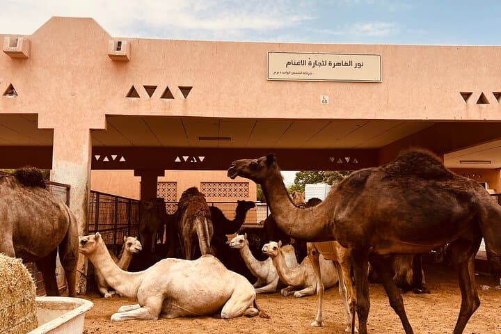 Private Al Ain Day Tour: Oasis, Forts, Jebel Hafeet & Camel Market photo 5