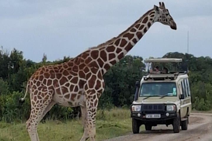 Nairobi National Park Adventure: 4x4 Safari with Elephant Orphanage & Giraffe Centre photo 2