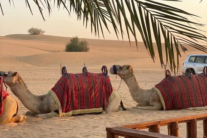 Quad and Camel Adventure in Marrakech Palmeraie — 2-Hour Desert Ride photo 4