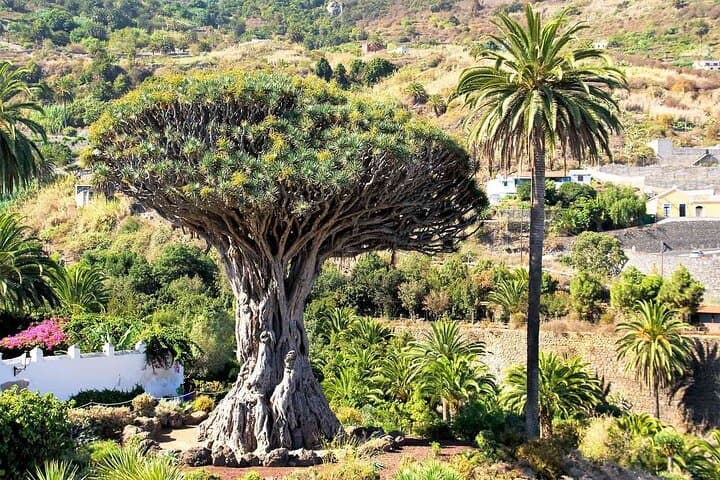 Tenerife Treasures: Discover Teide, Los Gigantes & Coastal Villages photo 2