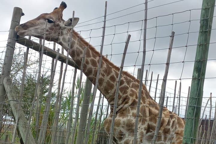 Giraffe House & Cheetah Outreach with Cape Winelands Wine Tasting