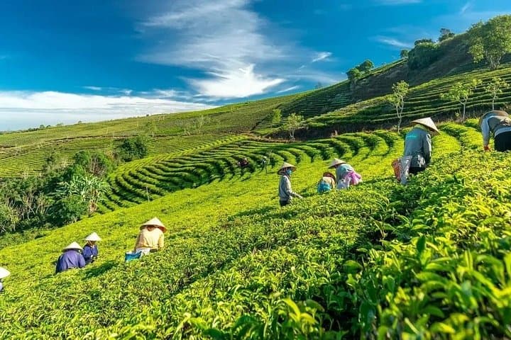 Da Lat Dawn Adventure: Cloud Hunting, Tea Hills & Strawberry Farms photo 3