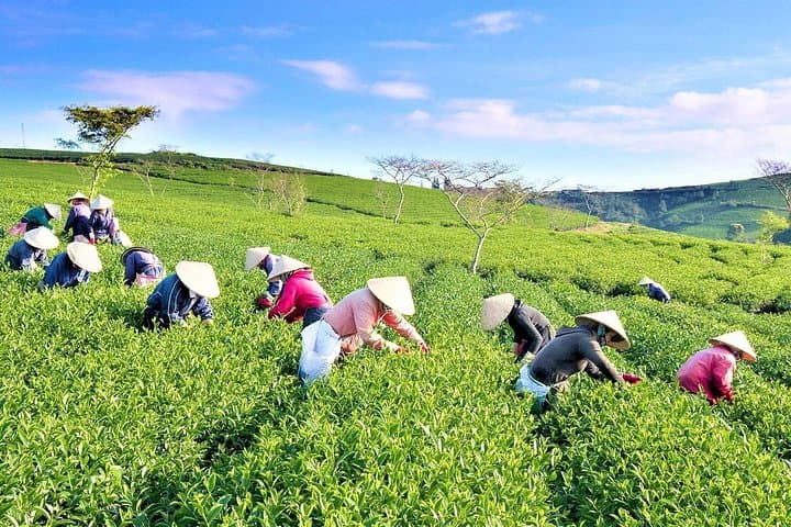 Da Lat Dawn Adventure: Cloud Hunting, Tea Hills & Strawberry Farms photo 4