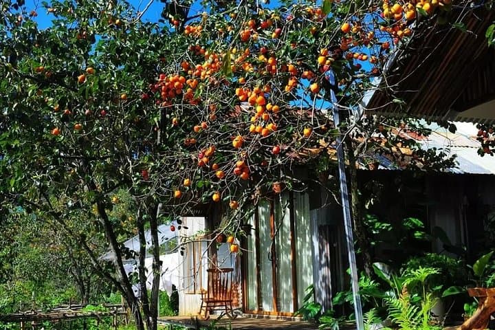 Da Lat Dawn Adventure: Cloud Hunting, Tea Hills & Strawberry Farms photo 5