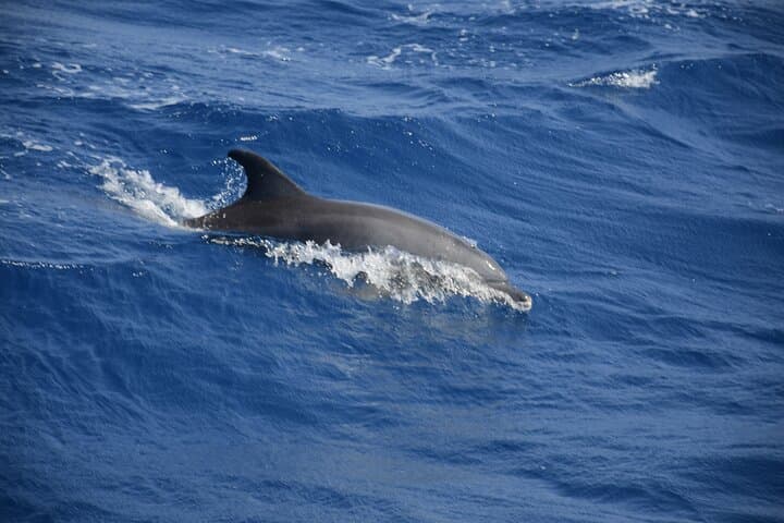 Hurghada Dolphin Snorkeling Cruise to Dolphin House with Buffet Lunch photo 3