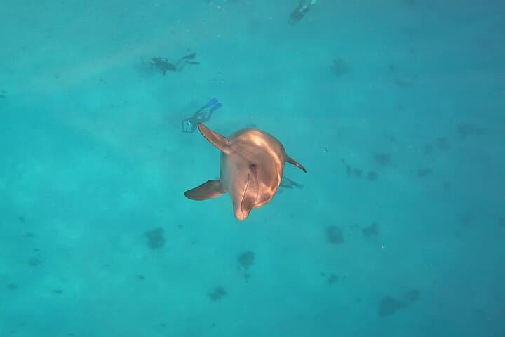 Hurghada Dolphin Snorkeling Cruise to Dolphin House with Buffet Lunch photo 4