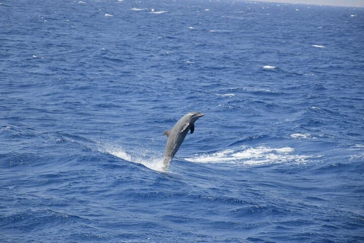 Hurghada Dolphin Snorkeling Cruise to Dolphin House with Buffet Lunch photo 6